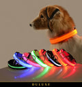 Collier lumineux LED orange DULUXE porté par un chien, colliers colorés allumés au premier plan