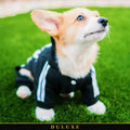Corgi portant la combinaison survêtement à capuche noire pour petit chien DULUXE