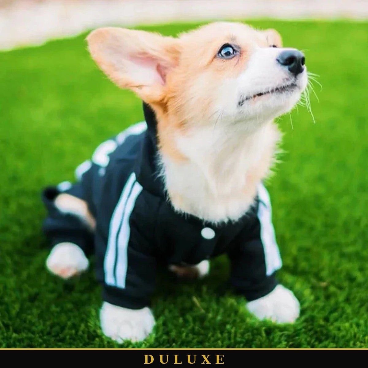 Corgi portant la combinaison survêtement à capuche noire pour petit chien DULUXE