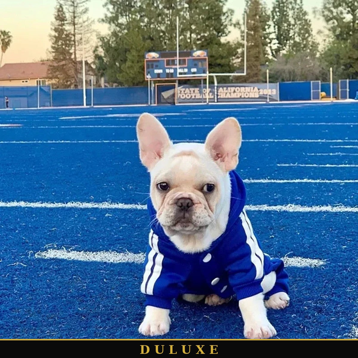 Bouledogue français en combinaison survêtement à capuche bleue DULUXE sur un terrain de sport