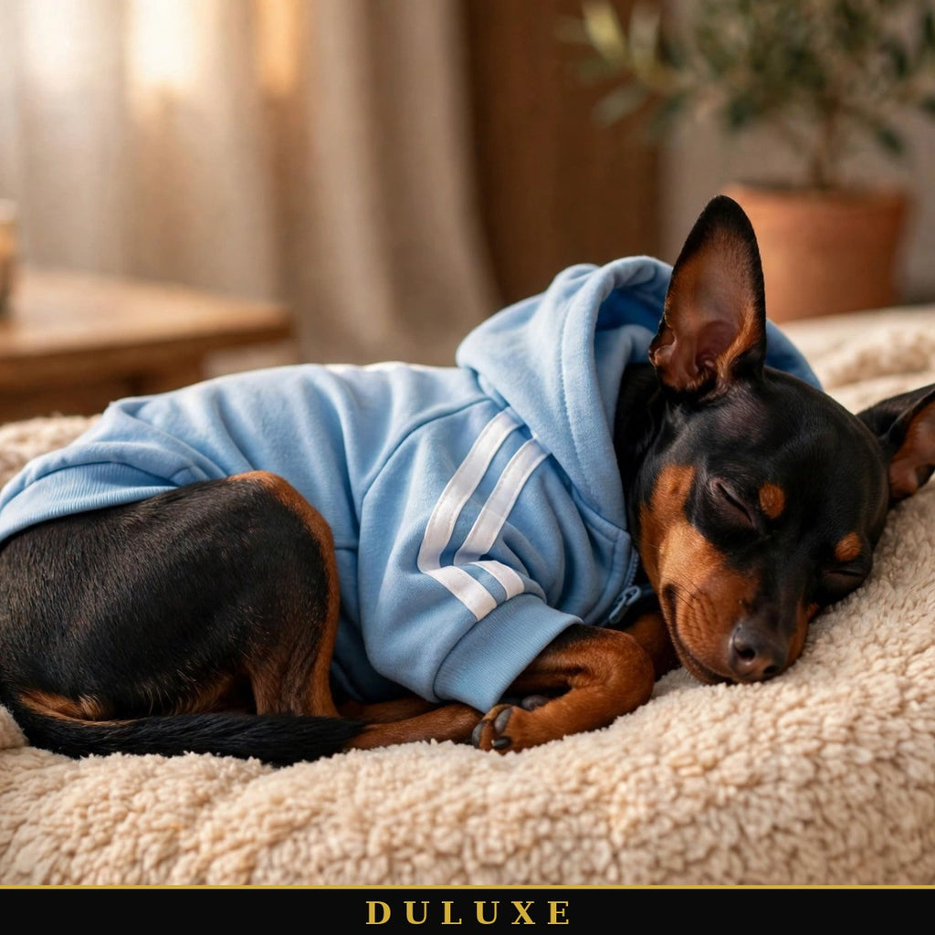 Combinaison survêtement à capuche pour petit chien DULUXE présentée à plat