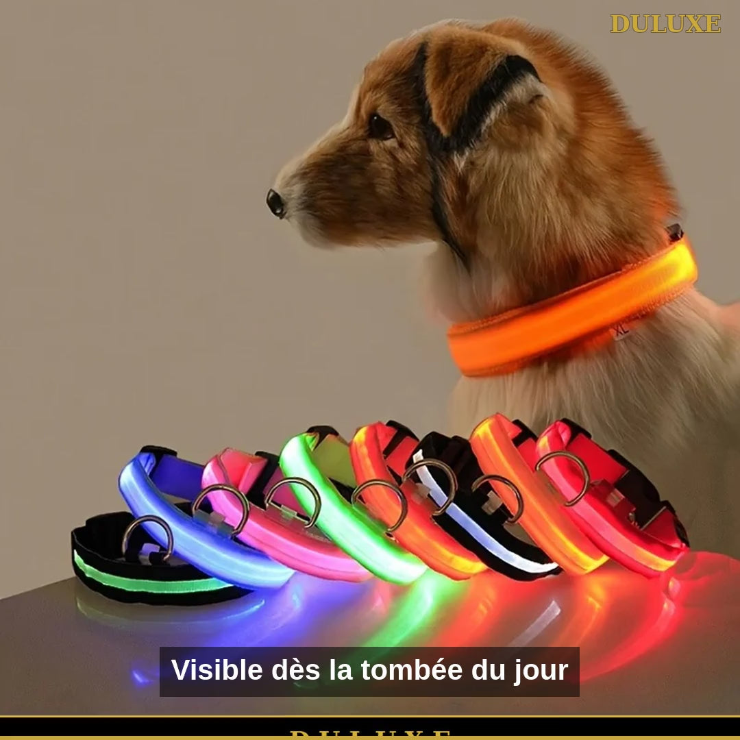 Vidéo démo du collier lumineux LED pour chien DULUXE : visibilité nocturne et modes, en français
