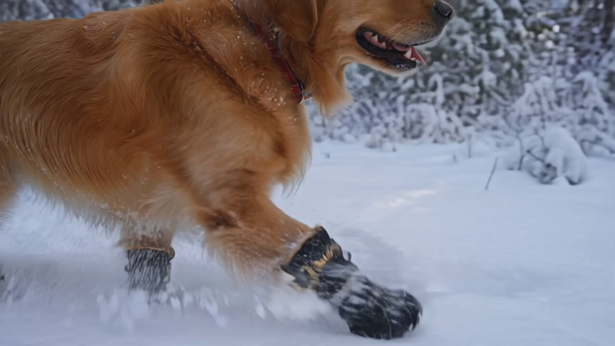 Vidéo de démonstration : chien qui marche joyeusement dans la neige avec ses bottes DULUXE