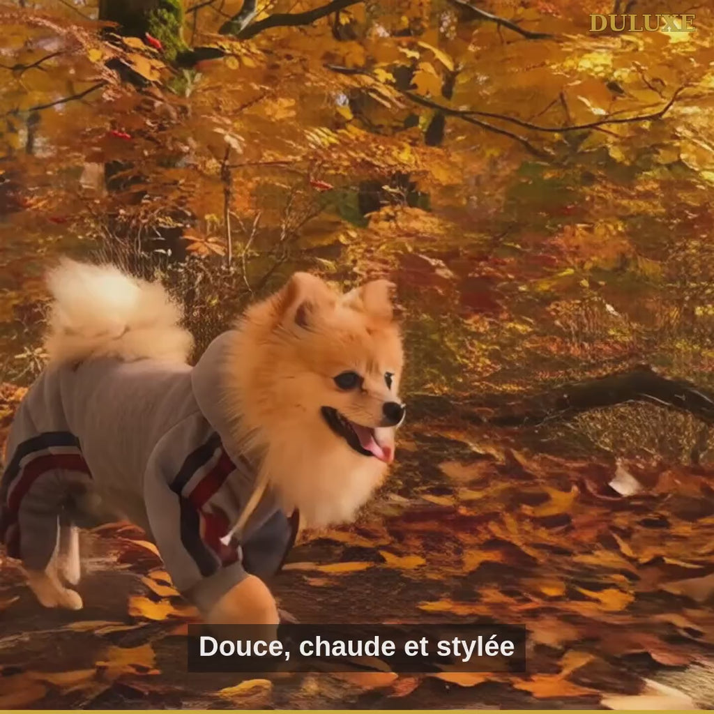 Vidéo démo de la combinaison survêtement à capuche pour petit chien DULUXE : promenade automnale en français