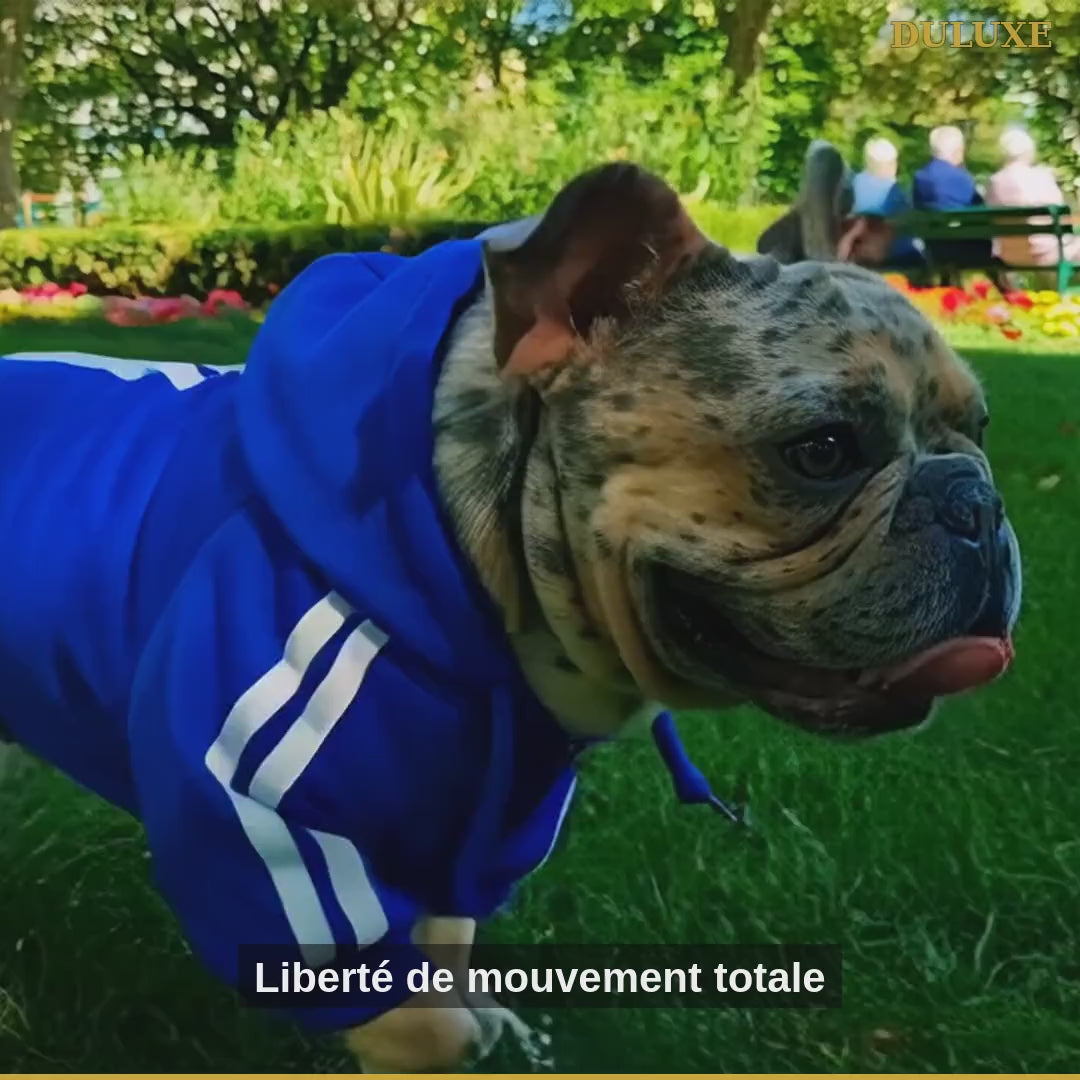 Vidéo démo de la combinaison survêtement à capuche pour petit chien DULUXE : confort et tailles en français