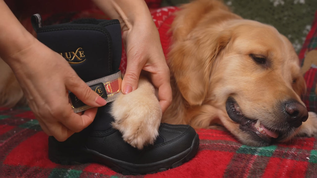 Vidéo de démonstration : enfilage des bottes d'hiver au chien