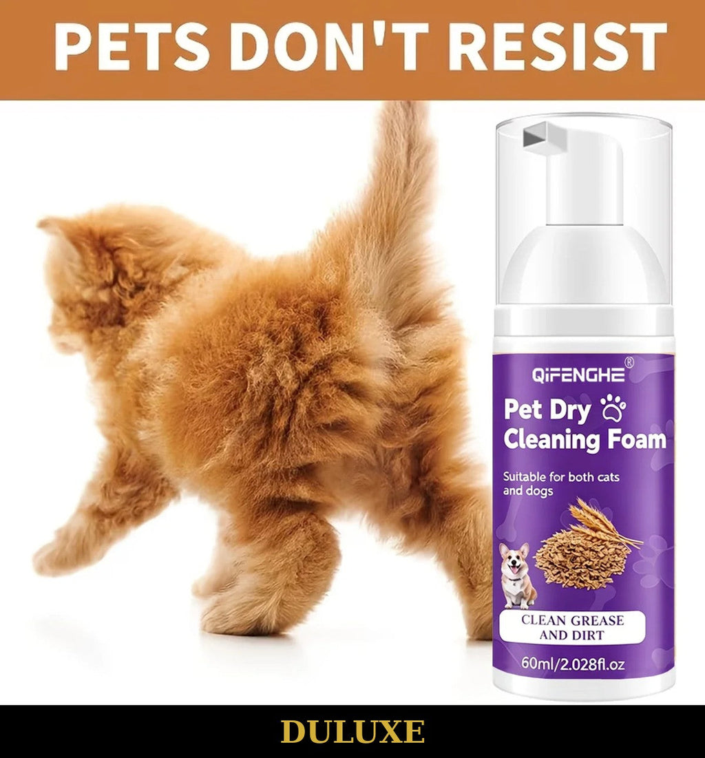 Toilettage doux d'un chat avec la mousse sans rinçage DULUXE